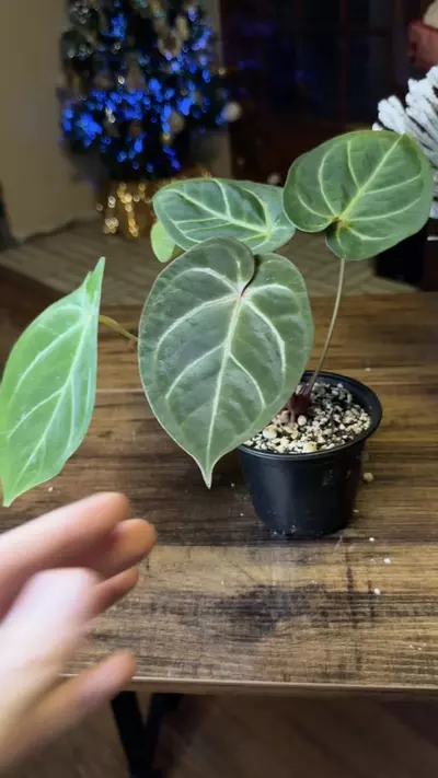 plant/A. Red Spider x Red Mag #8-5-thumbnail