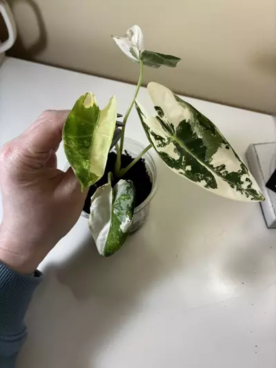 plant/Variegated Frydek #1-2-thumbnail