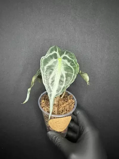 plant/Alocasia Venom *Exact Plant C-0-thumbnail