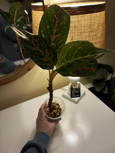 plant/Aglaonema Dazzling Gem-2-thumbnail