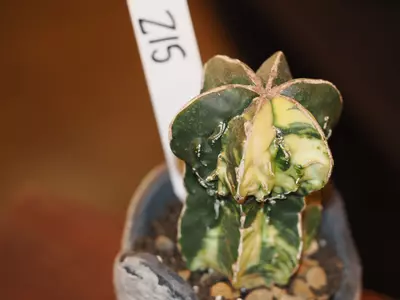 plant/Z15 Cactus-0-thumbnail