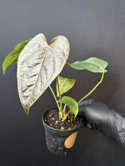 plant/Anthurium QOH *Exact Plant A-0-thumbnail