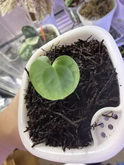 plant/Anthurium Besseae Aff x Variegated Papillilaminum-4-thumbnail