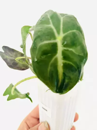 plant/Alocasia Venom-GC-0-thumbnail