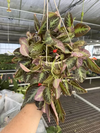 plant/Episcia silver sheen hanging basket 6” pot growers choice-1-thumbnail