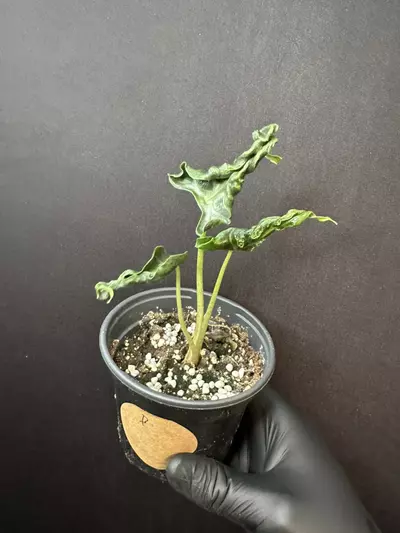 plant/Alocasia Loco *Exact Plant B-0-thumbnail