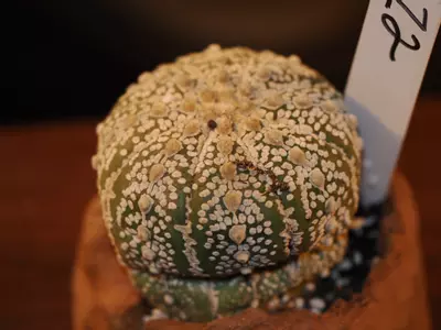 plant/Z2 Cactus-0-thumbnail