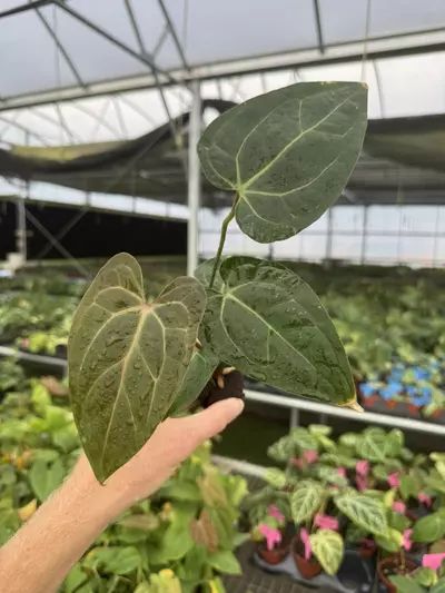 plant/Seed grown anthurium KOS X (red crystallinum x debilum) starter plant growers ch-2-thumbnail