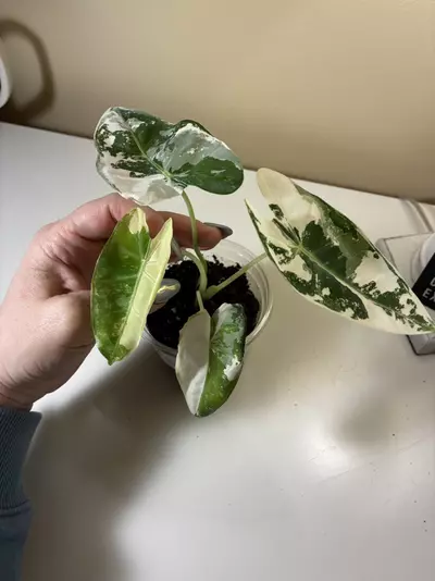 plant/Variegated Frydek #1-3-thumbnail