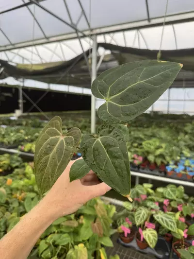 plant/Seed grown anthurium KOS X (red crystallinum x debilum) starter plant growers ch-3-thumbnail