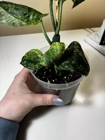 plant/Scindapsis Peasun-2-thumbnail