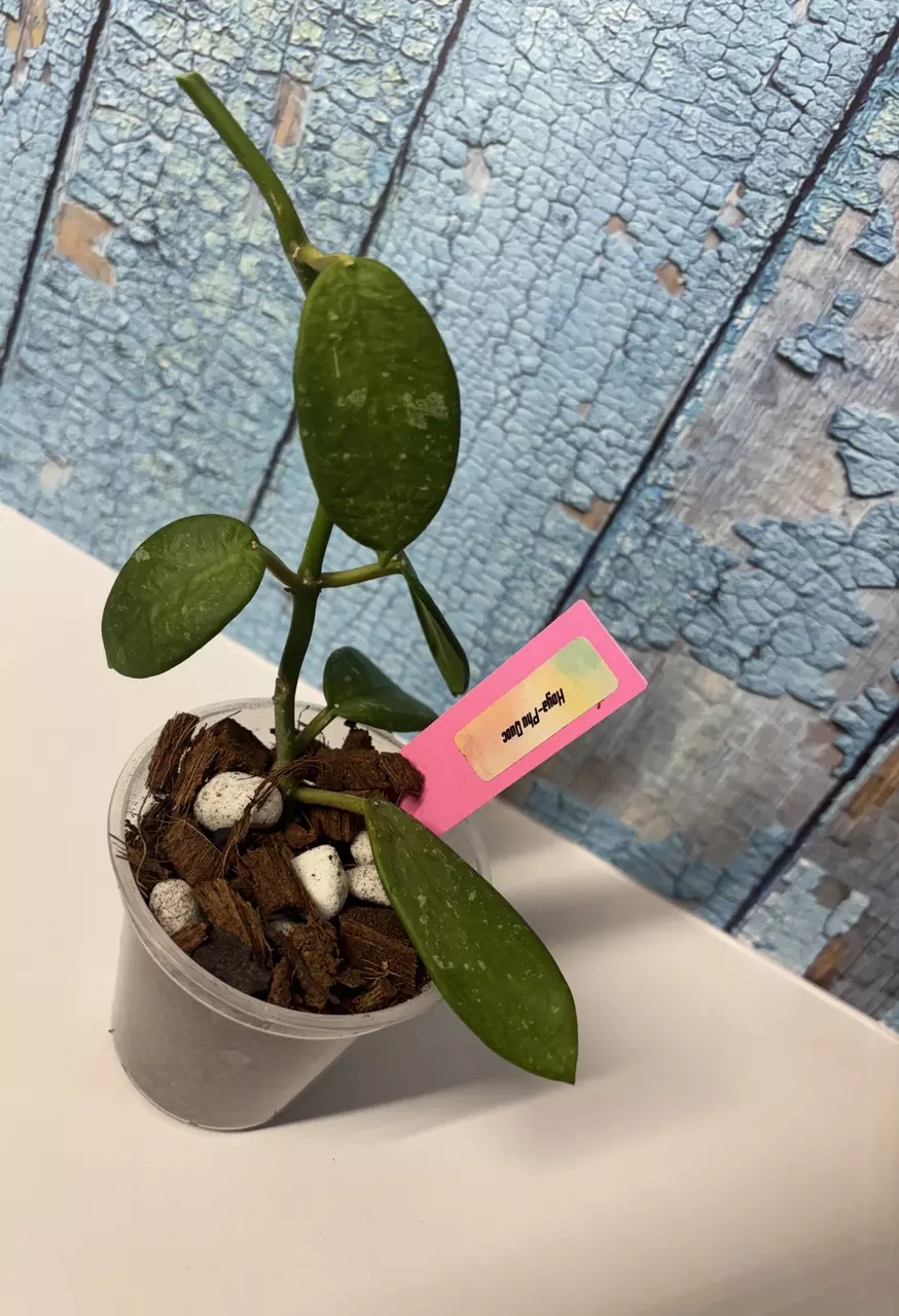 plant/Hoya Phu Quoc-0