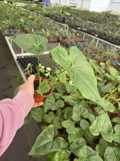 plant/Philodendron selloum x Goeldii (African fantasy) 4” pot growers choice-3-thumbnail