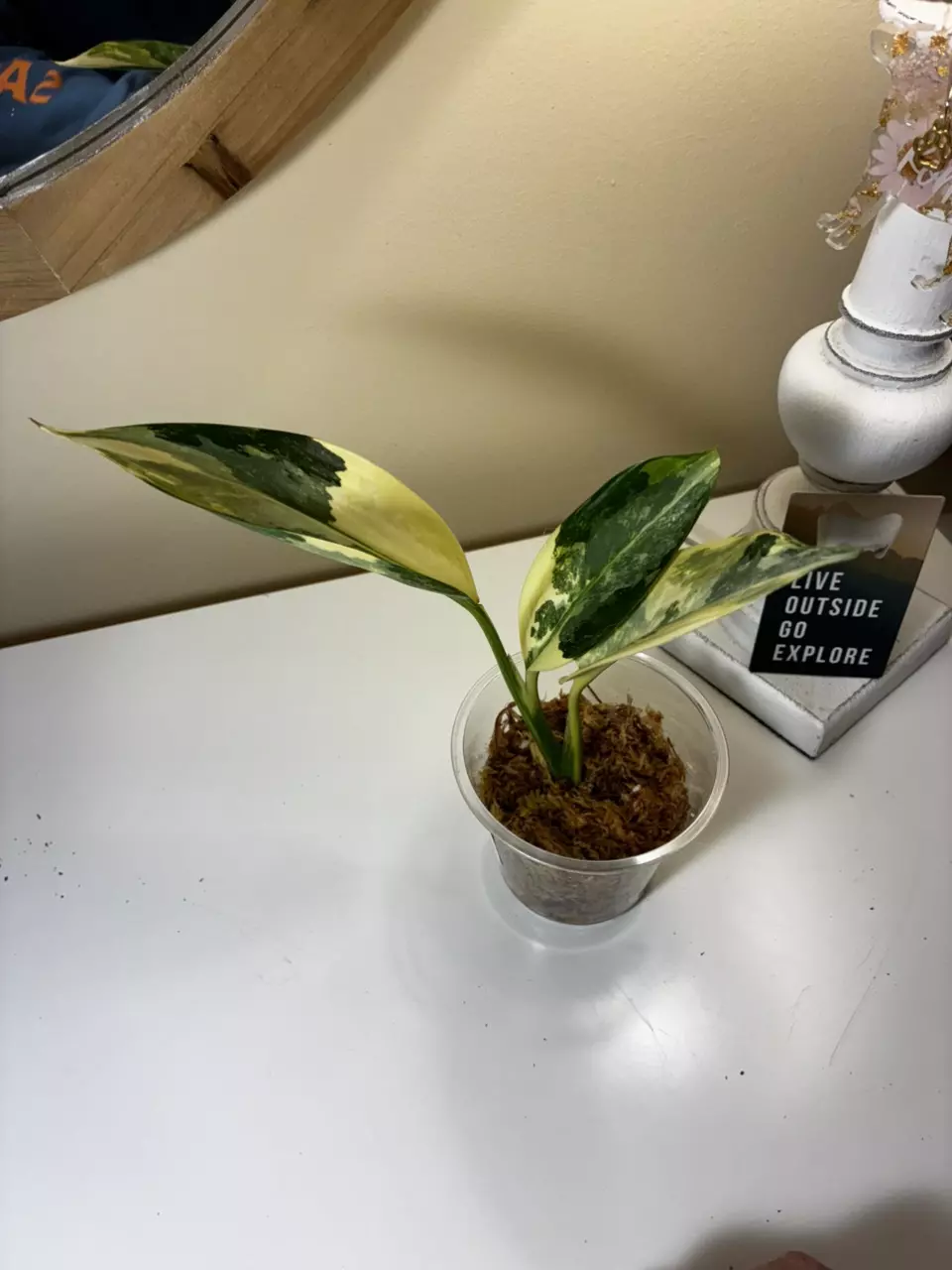 plant/Aglaonema Manila’s Pride-0