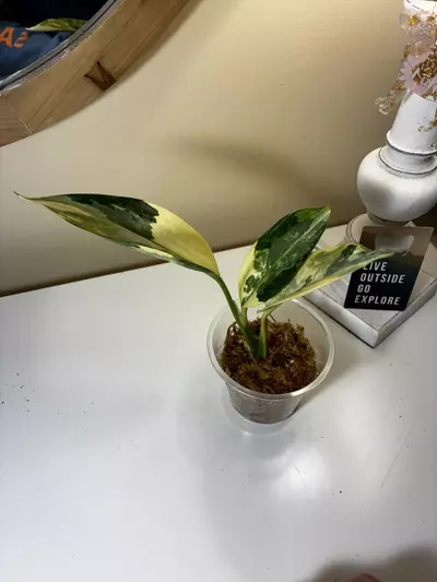 plant/Aglaonema Manila’s Pride-0-thumbnail