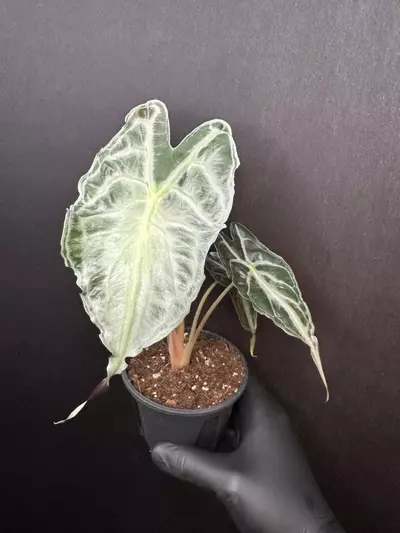 plant/Alocasia Venom Large Plant *Exact Plant D-0-thumbnail