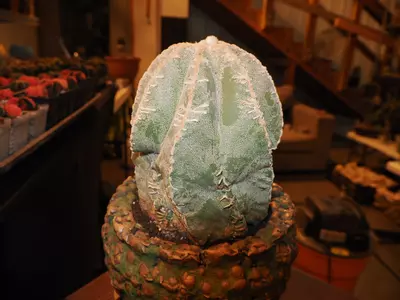 plant/Lump of Coal - Christmas Collection-2-thumbnail