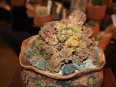 plant/All I Want for Christmas Is a T-Rex - Christmas Collection-4-thumbnail