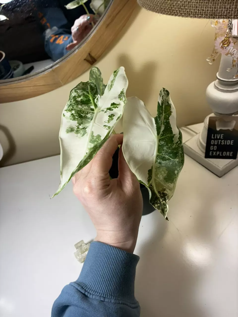 plant/Alocasia Frydek #2-1