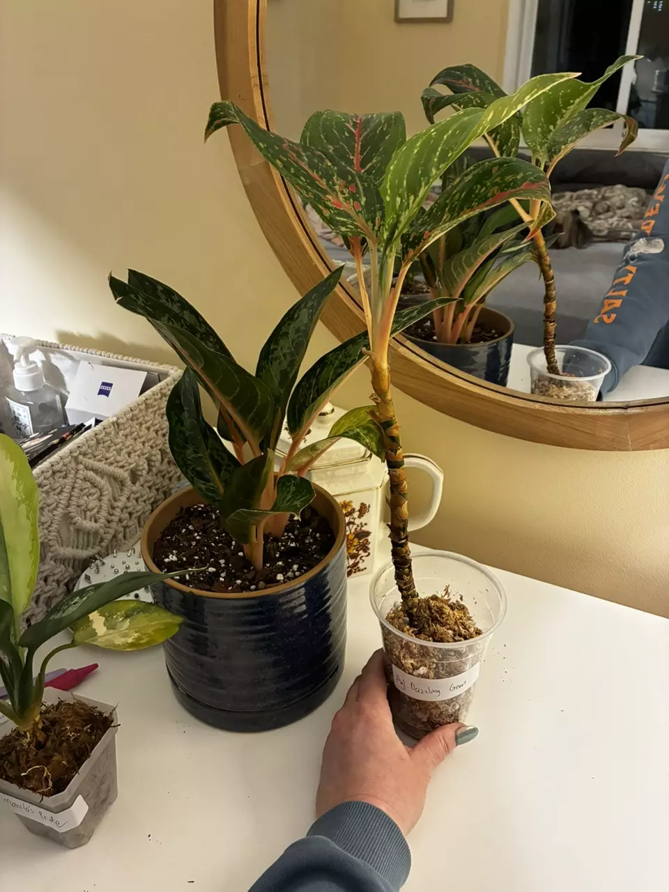 plant/Aglaonema Dazzling Gem-3