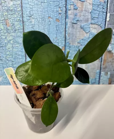 plant/Hoya Australis-2-thumbnail