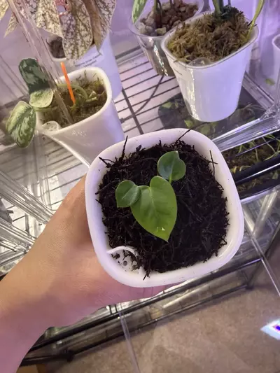 plant/Anthrium Kuna x (Brielle x Red Crystal)-2-thumbnail