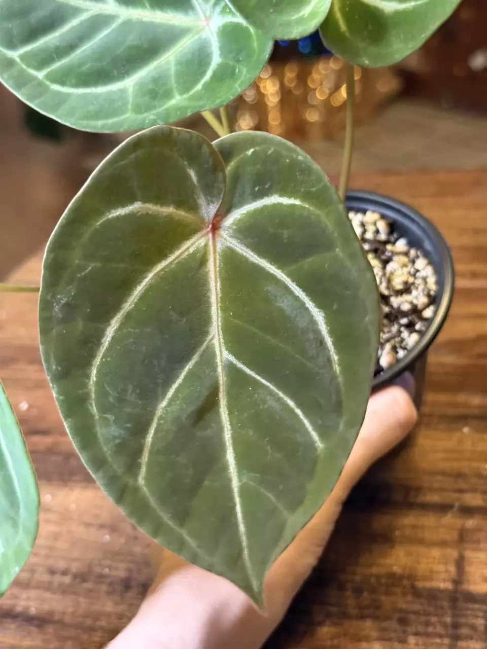 plant/A. Red Spider x Red Mag #8-0