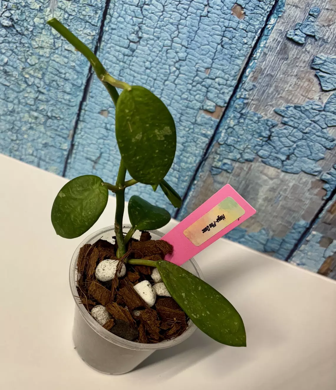 plant/Hoya Phu Quoc-1