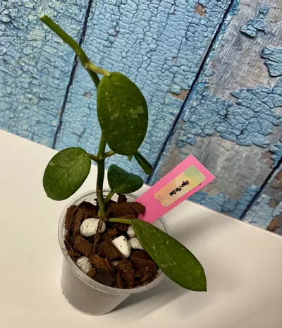 plant/Hoya Phu Quoc-1-thumbnail