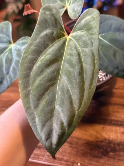 plant/A. (Pap x One) x Dark Phoenix #9-3-thumbnail