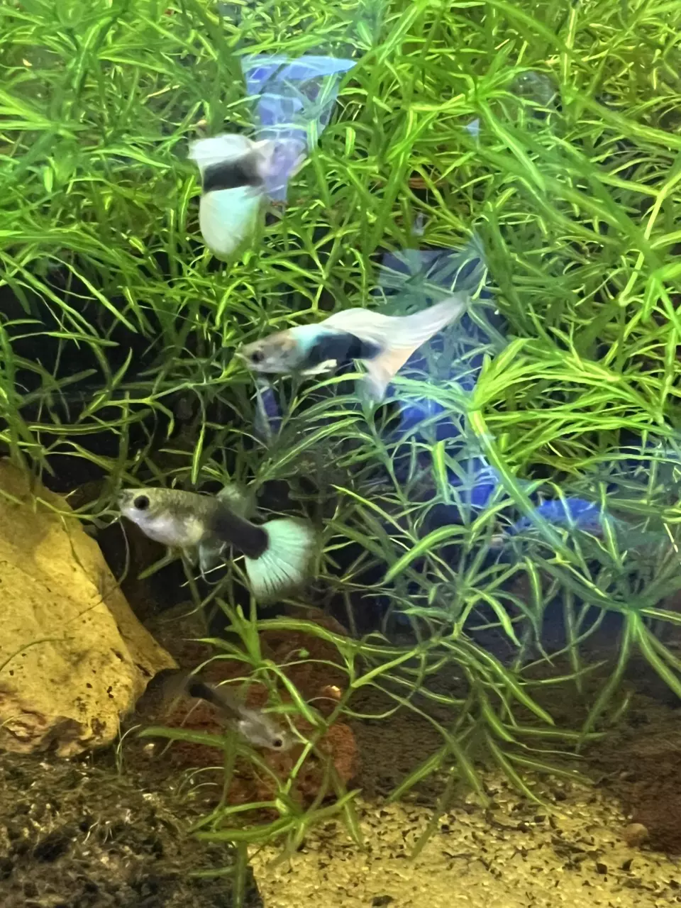 plant/Half black/blue Guppy trio-1