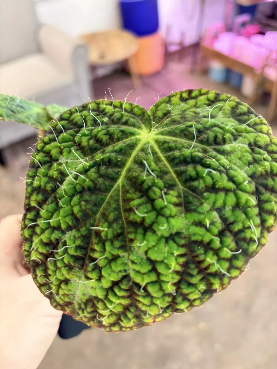 plant/Rare houseplant begonia longiciliata sizemoreal 3” pot-0