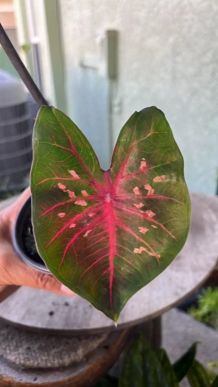 plant/Caladium Hybrid assortment-1