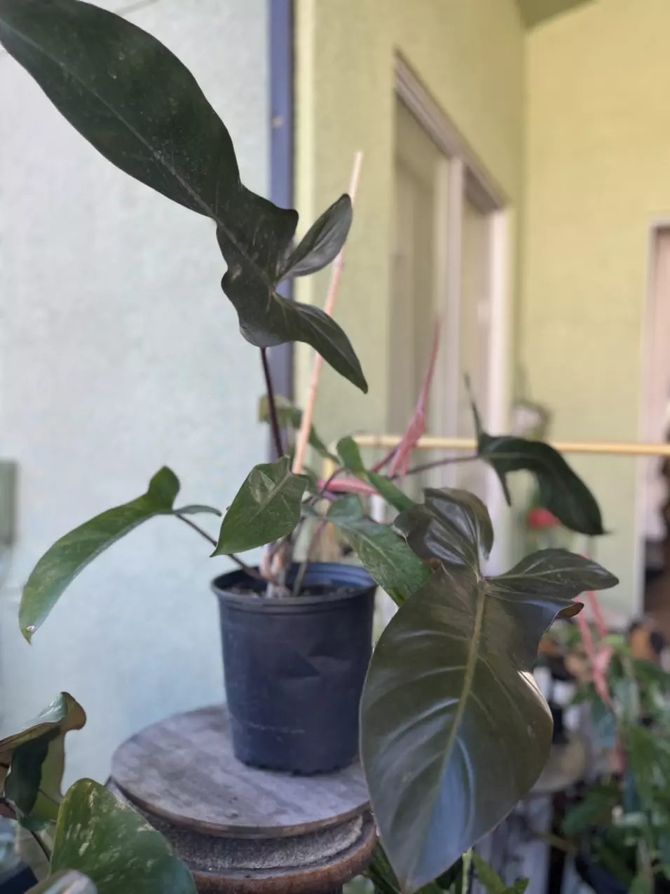 plant/Fl Bronze philodendron-3