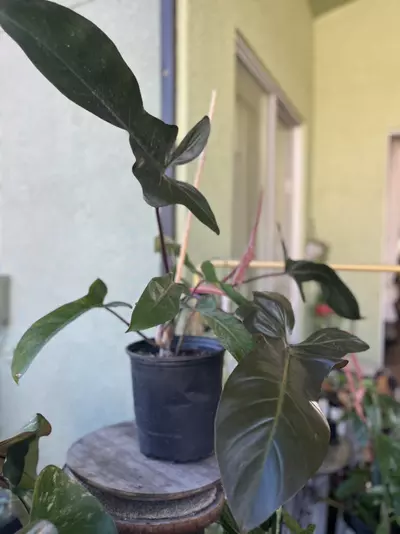 plant/Fl Bronze philodendron-3-thumbnail