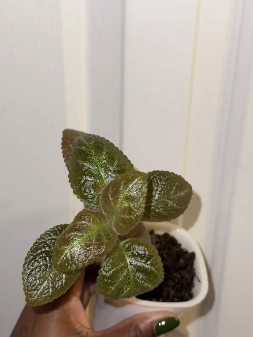 plant/Reverted Episcia Ember Lace-1