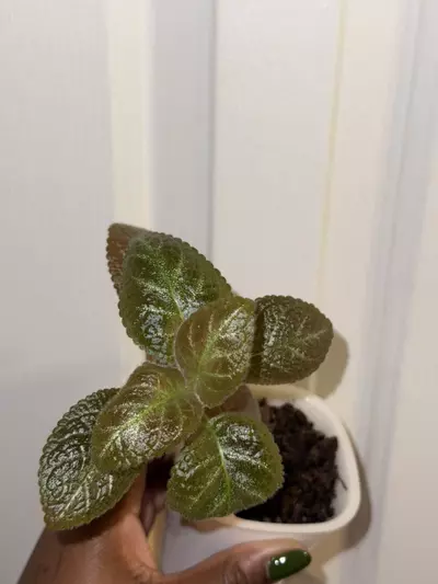 plant/Reverted Episcia Ember Lace-1-thumbnail