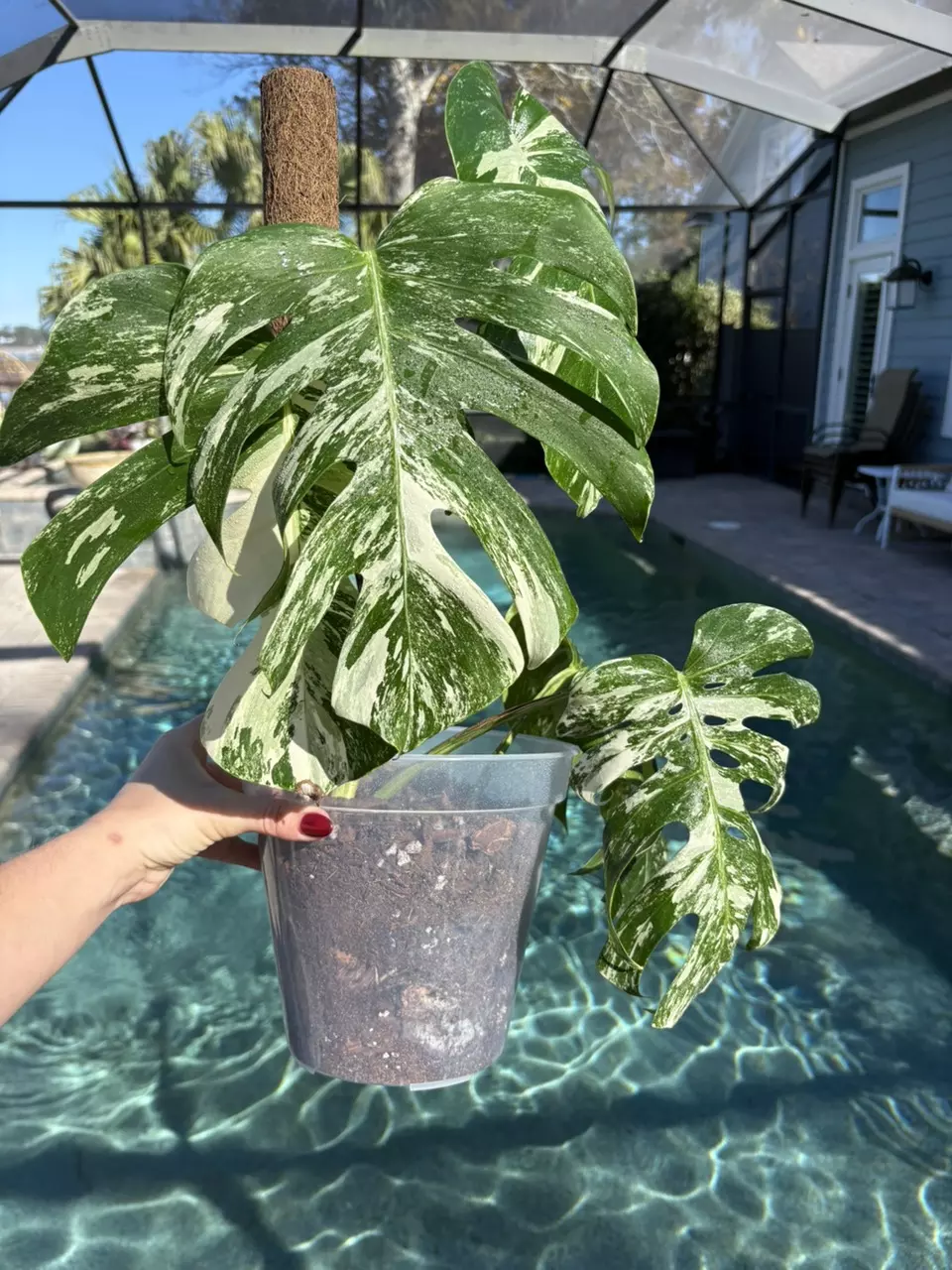 plant/Monstera White Tiger-0