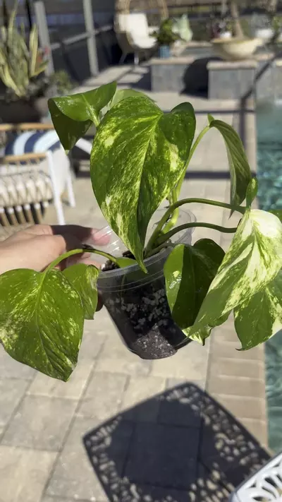 plant/Golden Pothos-1-thumbnail