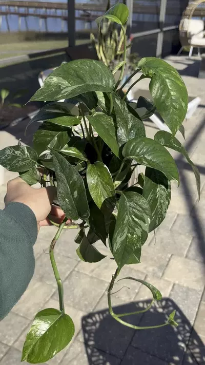 plant/Epi Albo-1-thumbnail