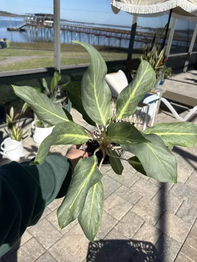 plant/Aglaonema Ghost-0-thumbnail
