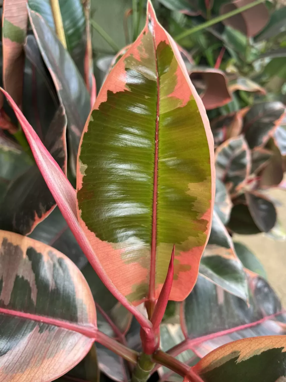 plant/Elastica “ Ruby Red”-1