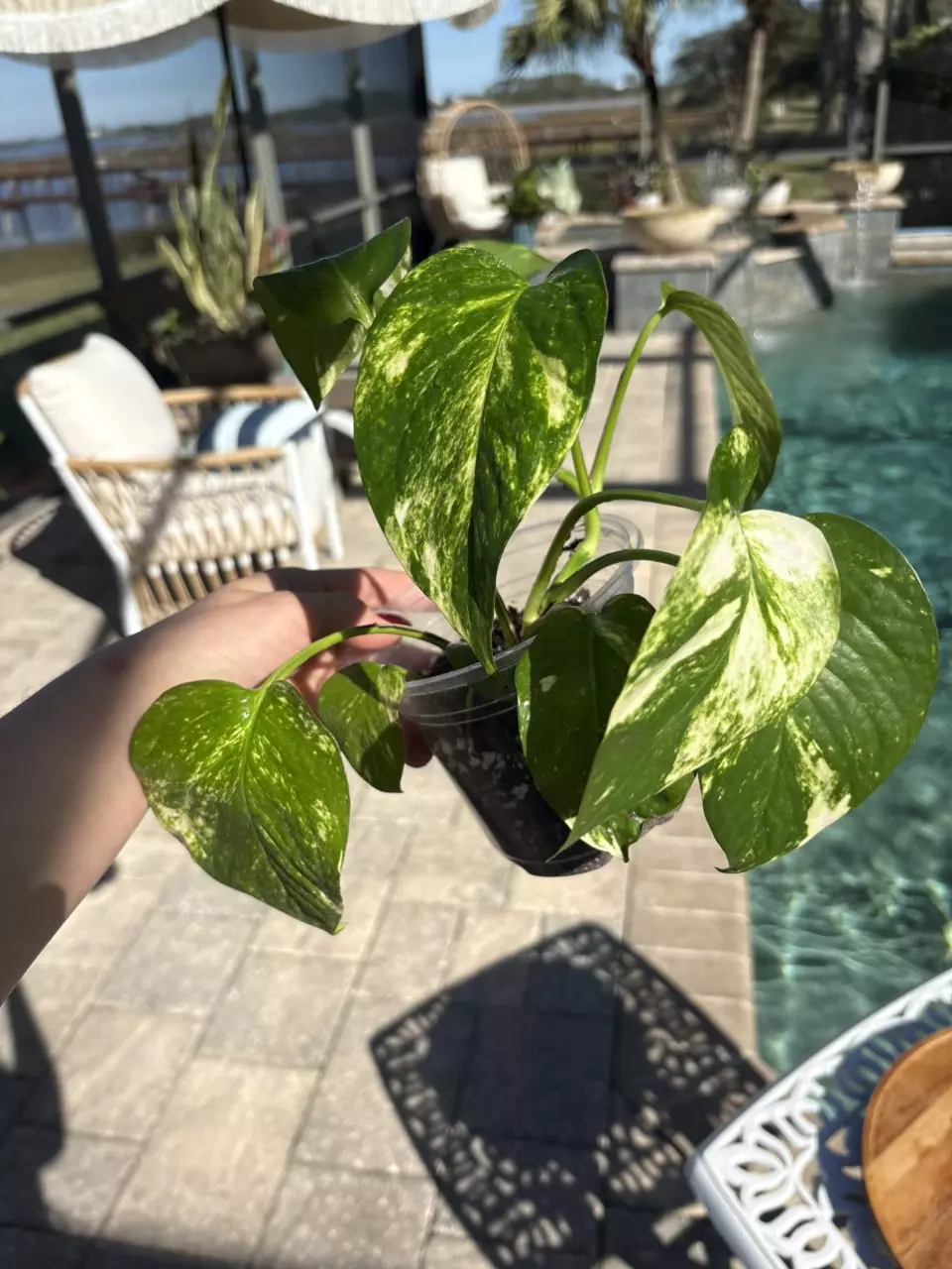Golden Pothos