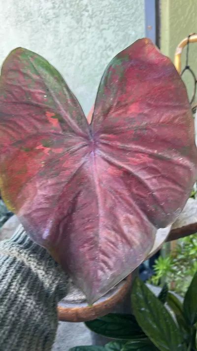 plant/Caladium Hybrid assortment-0-thumbnail