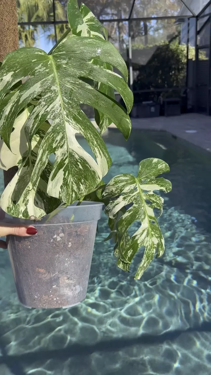 plant/Monstera White Tiger-1