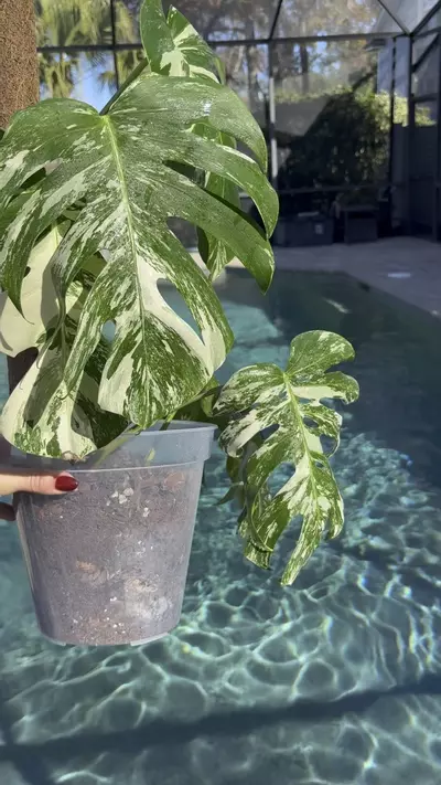 plant/Monstera White Tiger-1-thumbnail