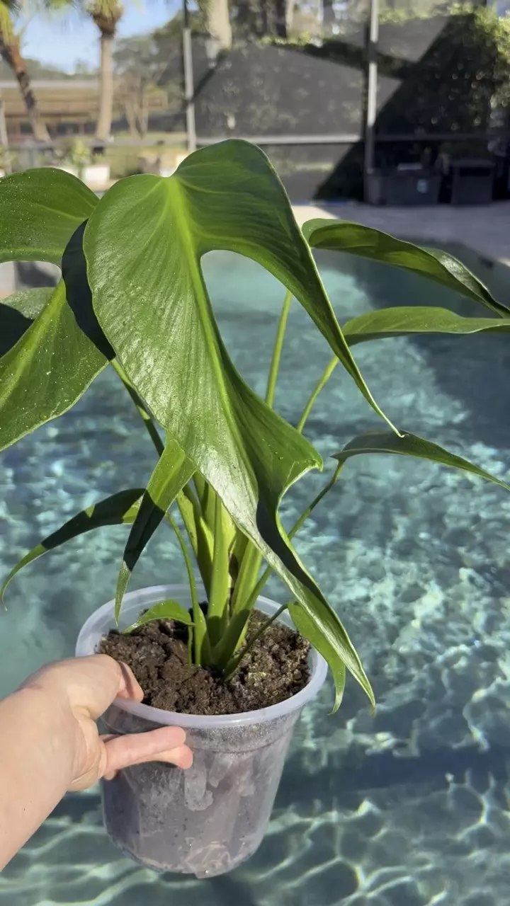 plant/Monstera Burle Marx Flame-1