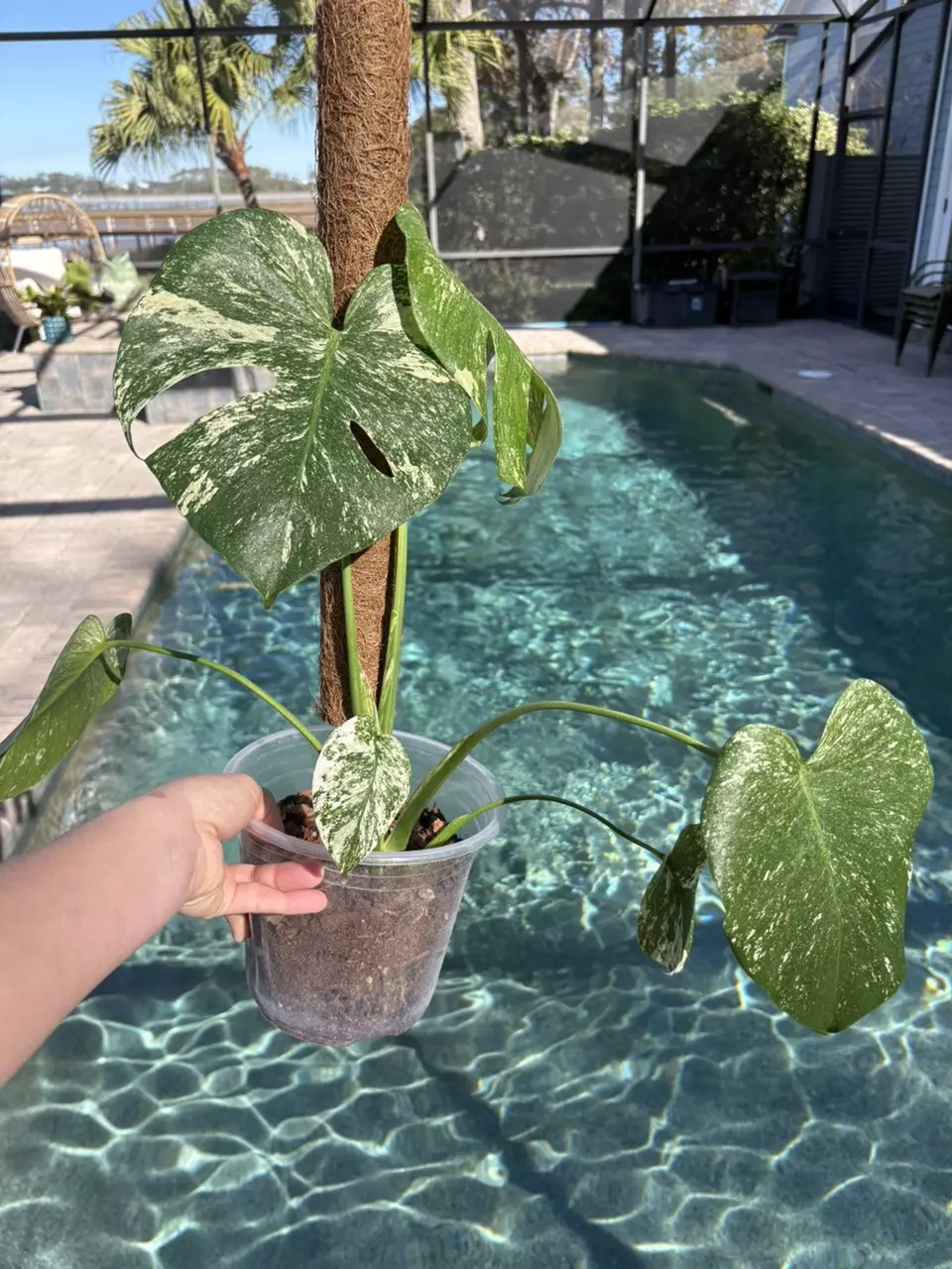 plant/Monstera Mint-0