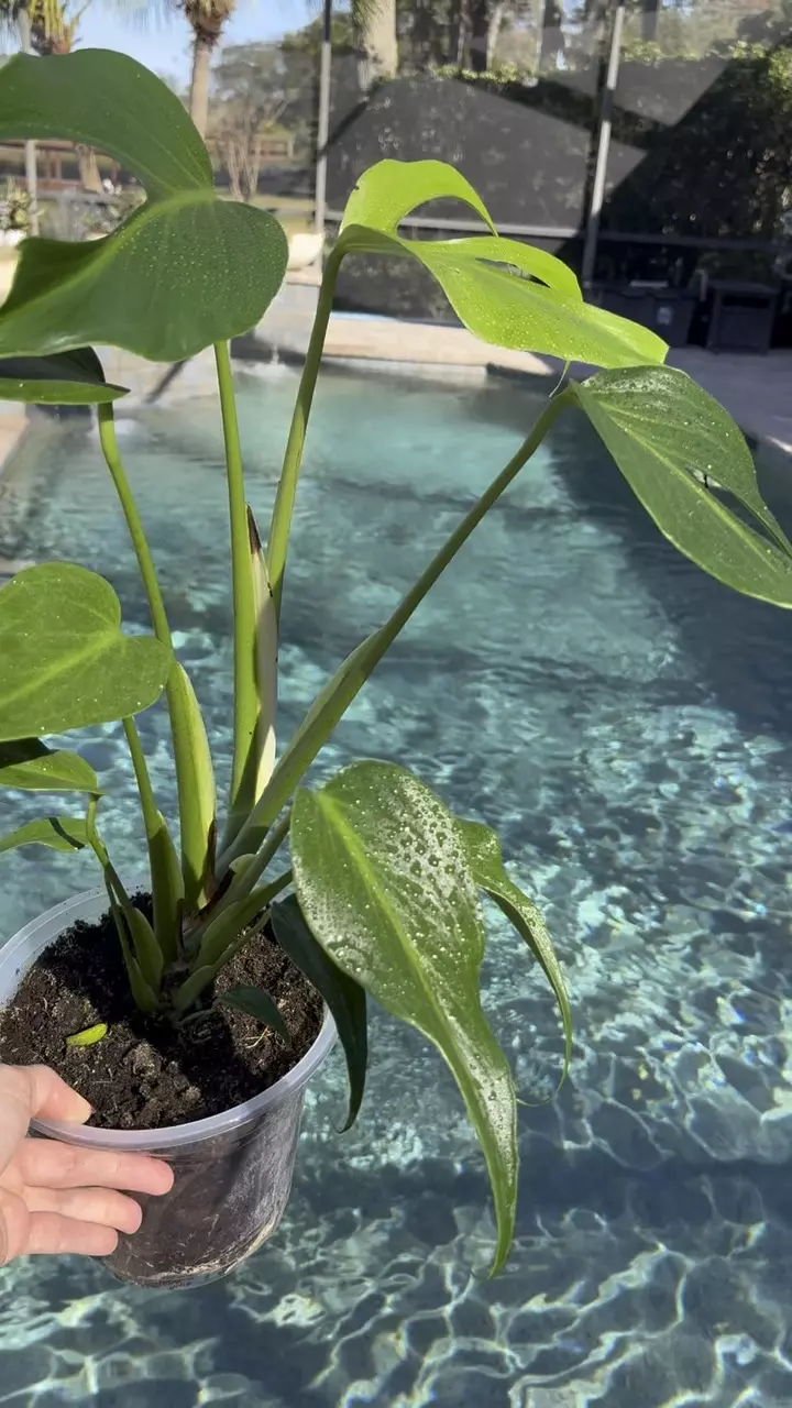 plant/Monstera Burle Marx Flame-1