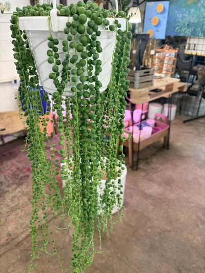 plant/Extra long string of pearls in 8” pot rare houseplant-1-thumbnail
